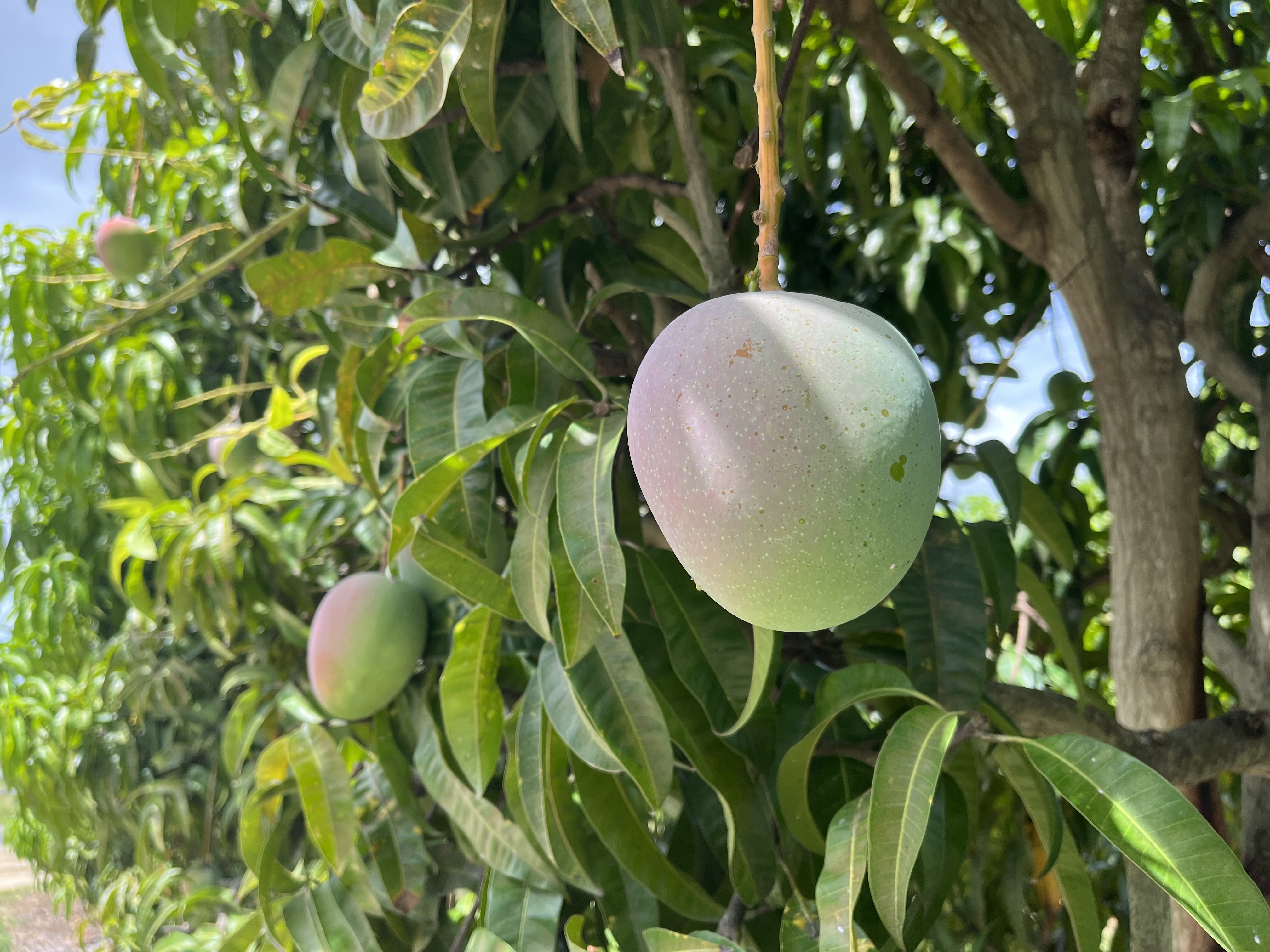 The mango is hanging to the tree